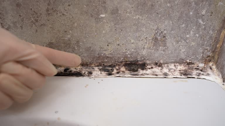 Best Forensic Mold Investigation  in USA